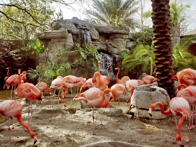 Audubon Zoo, Aquarium, and Insectarium